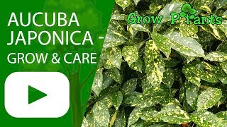 Aucuba japonica  grow amp care [upl. by Roch]