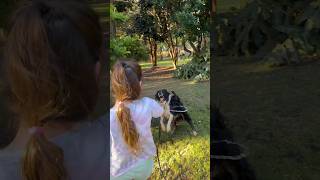 WHO ELSE HAS A WATER DOG 🐶 💦waterdog bordercollie funnydogs funnydogvideos crazydog [upl. by Terchie]