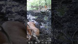 🦌CERVO🦌 Fa linsoglio nel FANGO cervo wildlife fototrappola short [upl. by Nnylkoorb]