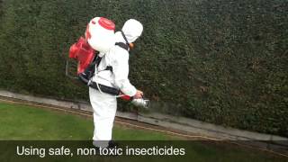 Controlling Conifer Mite With Progreen [upl. by Auroora]