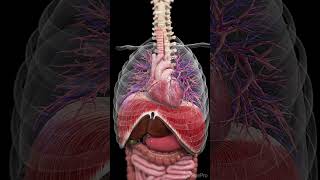 How Your Body Moves Inside From Heartbeats to Digestion medical anatomy science [upl. by Ddal]