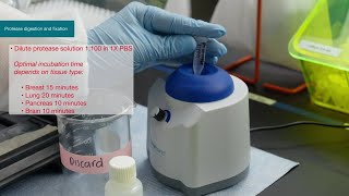 How to Invitrogen ViewRNA Tissue Fluorescence Assay Protocol [upl. by Nala]