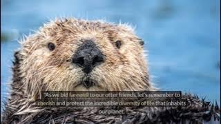 quotThe Marvelous World of Otters Natures Playful Engineersquot [upl. by Ttayw]