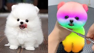 Funny and Cute Pomeranian Videos 4  Cutest Puppies [upl. by Rochemont]