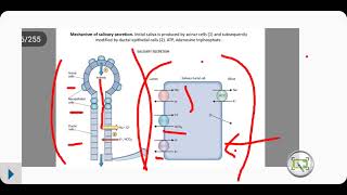 Mechanism of saliva secretion [upl. by Johnsten]