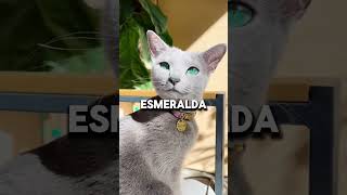 Estos son los cinco gatos más caros del mundo😯 [upl. by Lunneta]