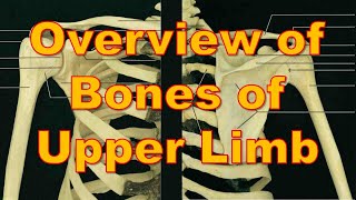 2 Overview of Bones  Upper Limb  كلية الطب  مادة التشريح  A3  4 [upl. by Linzy]