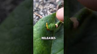 Reallife Pokémon 🐛🐛 amazingfacts facts [upl. by Stich]