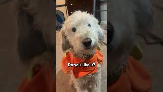 Mr Darcy’s pumpkin costume aww halloween dog puppy cutedog youtube fpy viralvideo [upl. by Ishmul]