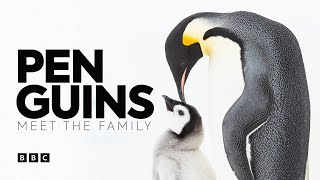 Penguins Meet the Family  BBC Select [upl. by Namialus]