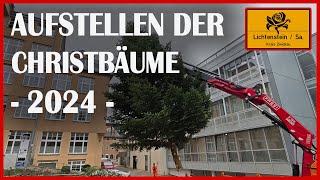 Aufstellen der Weihnachtsbäume 2024 [upl. by Shelburne]