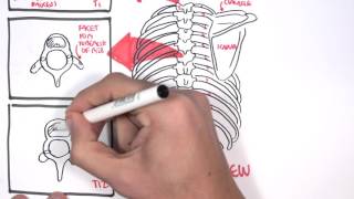 Anatomy Thorax Overview  Ribs Sternal angle Pleura and Pneumothorax [upl. by Standley708]