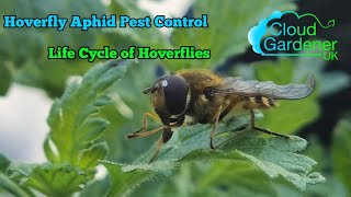 Hoverfly Aphid Control Life Cycle Of Hoverflies [upl. by Ycaj]