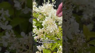 Plant Combinations featuring Hydrangeas [upl. by Notle]