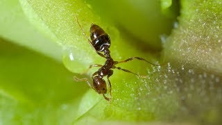 A carnivorous butterwort plant traps an ant [upl. by Elleyoj]