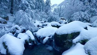 Winter ambience Water stream snowcovered forest and snowfall [upl. by Mera]