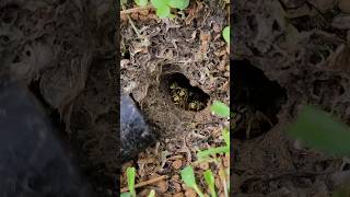 Angry and AGGRESSIVE Yellow Jacket Ground nest hornetking wasp sting [upl. by Vita]