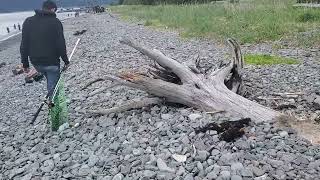 walking to Fish Snagging spot in Seward Alaska June 8 2024 [upl. by Naniac]