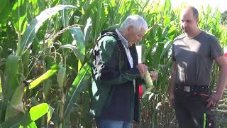 Großeinsatz Maishäckseln  20 Fahrzeuge Biogasanlage biggest farmer corn harvest Maisernte LU Blunk [upl. by Winzler891]