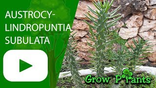 Austrocylindropuntia subulata  grow amp care [upl. by Harewood]