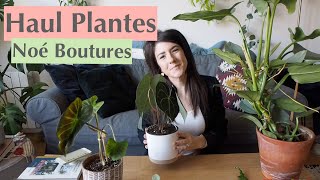 Haul Plantes Rares Noé bouture [upl. by Penn]