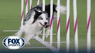 Best of 2022 Masters Agility Championships from Westminster Kennel Club  FOX Sports [upl. by Aennyl]