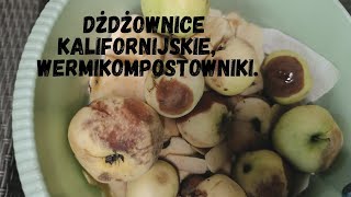 TEST 🪰🐝 CO Z OWADAMI W WERMIKOMPOSTOWNIKU [upl. by Nnaer]