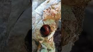 Millipede try to escape from enemies arthropods nature wildlife millipede shorts viralvideo [upl. by Yllas121]