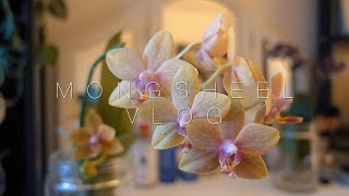 호접란 수경재배 잘라준 꽃대에서 꽃이 피었어요 Orchids in water culture an update English sub [upl. by Hamel]