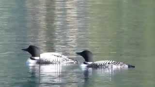 Loons on Gun Lake [upl. by Nomael776]