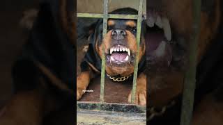 angry Rottweiler growling sound viral dog angrypuppy dogsound aggressivedog [upl. by Rettke]