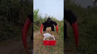 Gorillas Monster Confront Giant Snakes [upl. by Rogerg622]