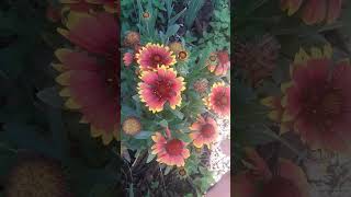 Indian Blanket Flower  Hardy Plants  Zone 7 Gardening  Perennial Flowers  Gardening With Spenta [upl. by Anitel]