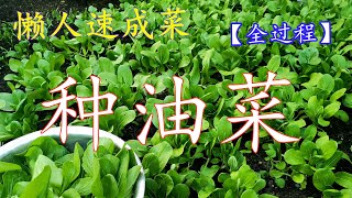 种油菜上海青 从种子开始全过程 一个月速成后院菜 [upl. by Putnam]