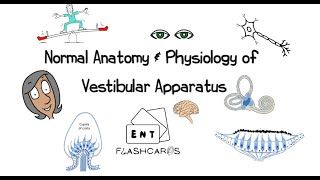 Normal Anatomy amp Physiology of the Vestibular Apparatus [upl. by Ekard319]