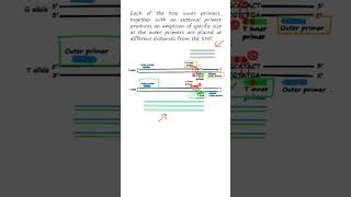 SNP genotyping by TARMSPCR tetraprimer amplification refractory mutation system—PCR genetics [upl. by Esaele]