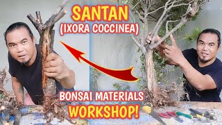 p2 SANTAN IXORA COCCINEA BONSAI WORKSHOPRESCUED MATERIALS [upl. by Katlaps823]