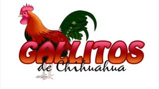 Los Gallitos de Chihuahua  Por Retenerte [upl. by Hiroshi]