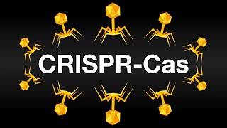 CRISPRCas Иммунная Система бактерий и метод изменения генома Анимация [upl. by Sebbie]