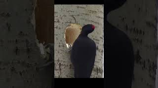 Incredible birds animals nature birdwatching wildlife [upl. by Aihsotan]