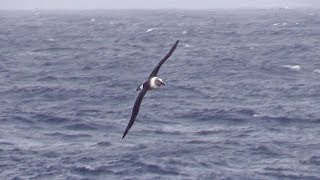 Grey headed Albatross near adult South Georgia South Atlantic 30th March 2018 [upl. by Maletta111]