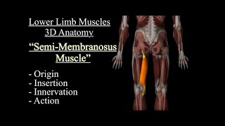 Semimembranosus Muscle Anatomy Origin Insertion Innervation And Action Function Motion [upl. by Caputto]