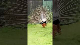 Peacock displaying feathers [upl. by Nivk]