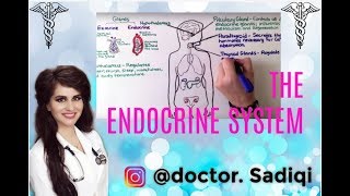 THE ENDOCRINE SYSTEM EXPLAINED UNDER 4 MINUTES [upl. by Greff989]