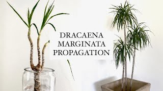 HOW I propagate amp shape my Dracaena Marginata [upl. by Seel]