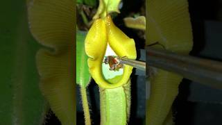 Feeding Nepenthes veitchii with insects 🐜🌧️ nepenthes pitcherplants carnivorousplants [upl. by Doti]