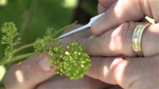 VitisGen How Grape Breeders Make Crosses [upl. by Nyar]