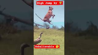 Wildlife  Unbelievable jump by Lion 🦁  Wildlife Athletes wildlife animals lion [upl. by Presley]