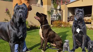 Top Quality Cane Corso dogs in Punjab [upl. by Barde459]