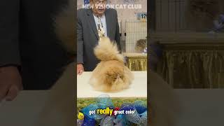 “Bailey” Persian cat cfacatshow catexpo persiancat catbreed [upl. by Trab]